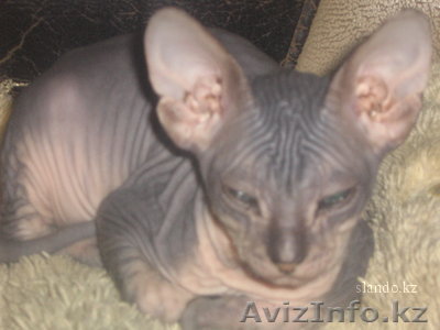 продам канадского сфинкса - Изображение #1, Объявление #82663