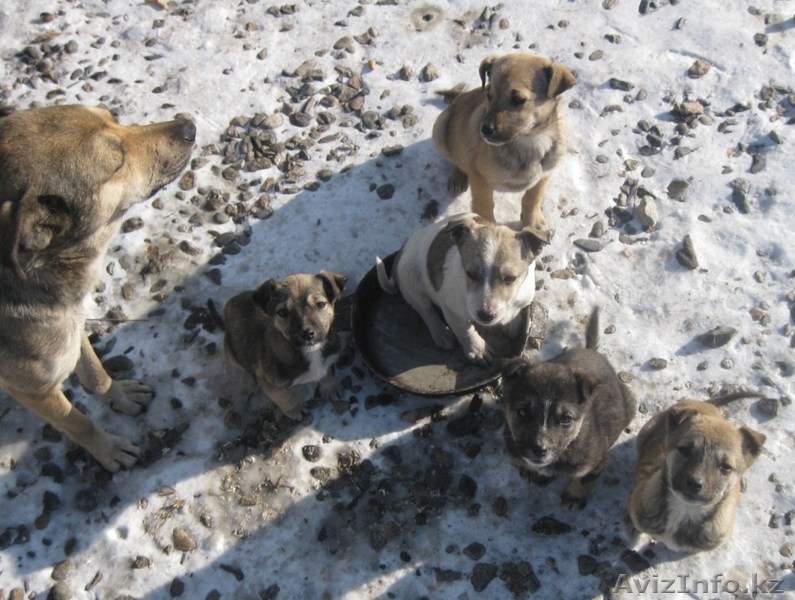 Отдам щенков дворняжек - Изображение #1, Объявление #141526