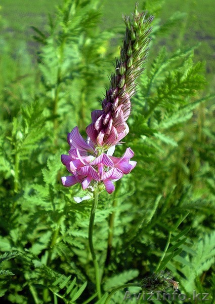 Семена Эспарцет. - Изображение #1, Объявление #199009