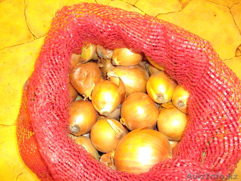 Лук (сорт Халцедон) - Изображение #1, Объявление #601155