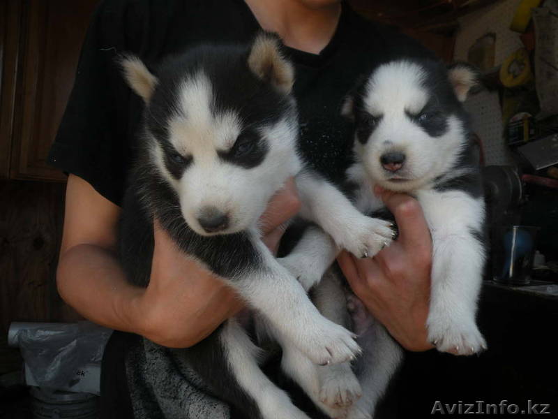 милые щенки в хорошие дома для принятия. - Изображение #1, Объявление #886861