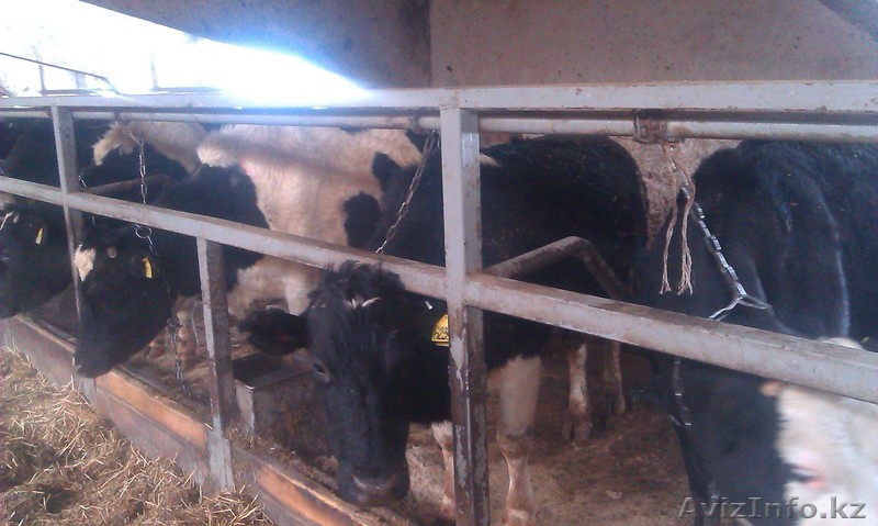 нетели крс тёлки - Изображение #1, Объявление #1237502