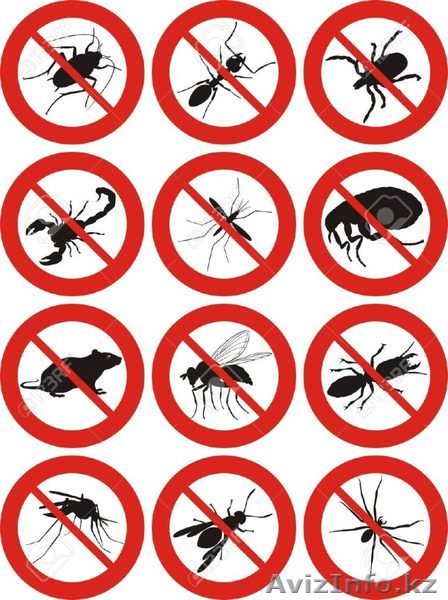  Дезинcекция и дератизация Талдыкорган - Изображение #1, Объявление #1561274