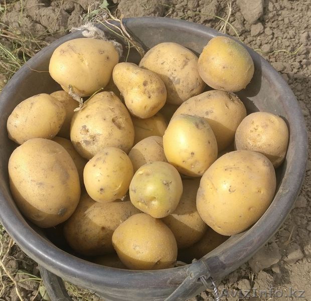 Продам картофель гала без химии - Изображение #1, Объявление #1633074