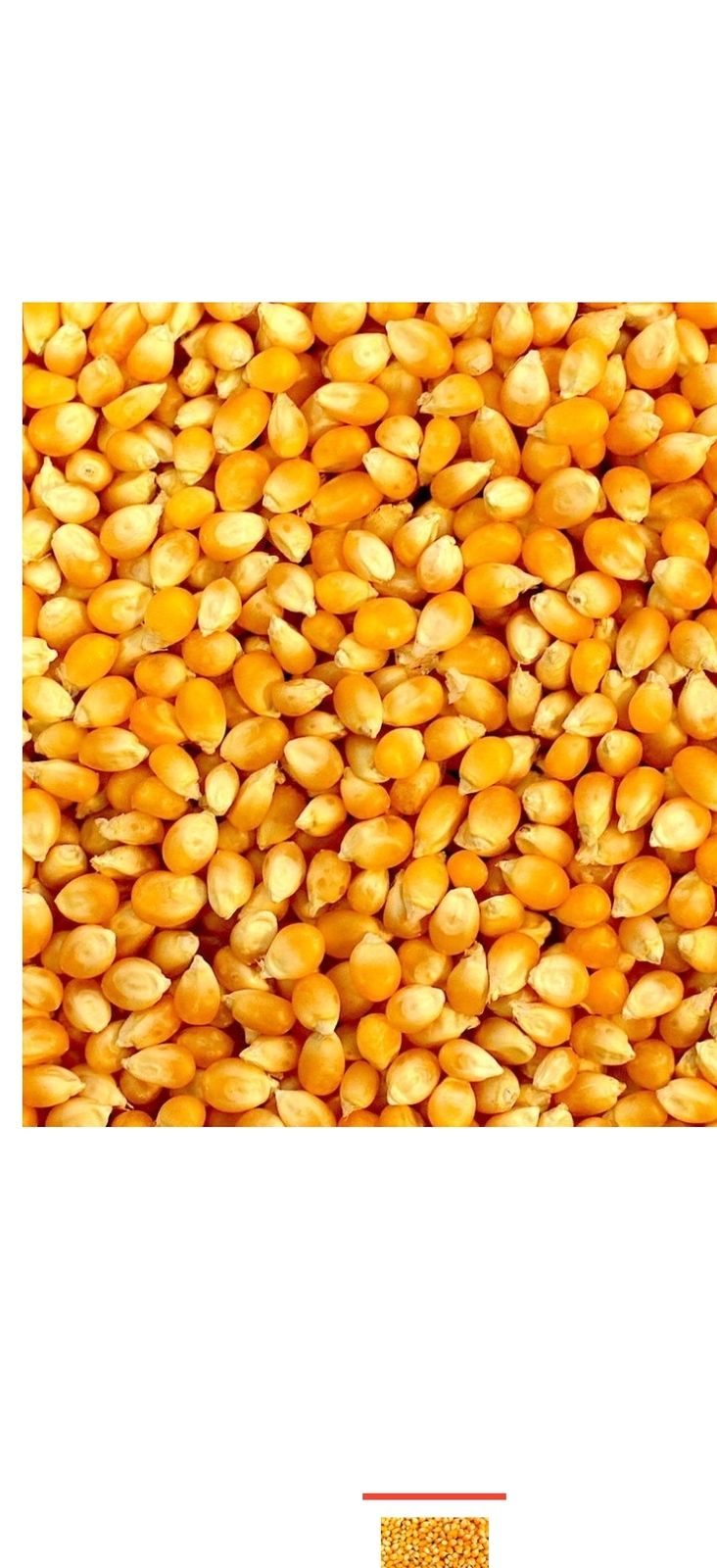 Куплю кукурузу кормовую от 5000тн - Изображение #1, Объявление #1743227