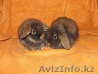 ПРОДАЮТСЯ КРОЛИКИ И МОРСКИЕ СВИНКИ - Изображение #1, Объявление #57980