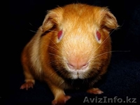ПРОДАЮТСЯ КРОЛИКИ И МОРСКИЕ СВИНКИ - Изображение #2, Объявление #57980