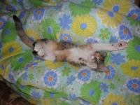 Отдадим в хорошие руки - Изображение #2, Объявление #71263