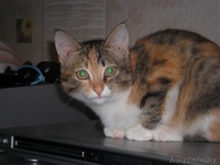 Отдадим в хорошие руки - Изображение #4, Объявление #71263