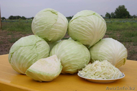 Голландские семена капусты - Изображение #1, Объявление #787747