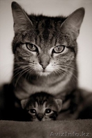 куплю кота, недорого - Изображение #2, Объявление #815375