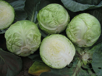 Голландские семена капусты - Изображение #3, Объявление #787747