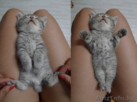 куплю кота, недорого - Изображение #1, Объявление #815375