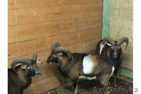 Продадим архаров - Изображение #1, Объявление #825163