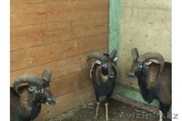 Продадим архаров - Изображение #2, Объявление #825163