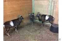 Продадим архаров - Изображение #3, Объявление #825163