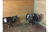 Продадим архаров - Изображение #4, Объявление #825163