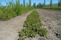 сосна обык,сосна крымская, ель обыкновенная и др. - Изображение #1, Объявление #1027868