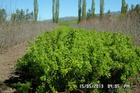 сосна обык,сосна крымская, ель обыкновенная и др. - Изображение #2, Объявление #1027868