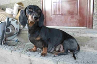 Продаются таксята...Такие очаровательные сладкие, длинники... - Изображение #2, Объявление #1144389