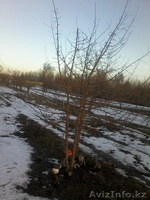 Продам участки под индивидуальное жилищное строительство - Изображение #5, Объявление #1224479