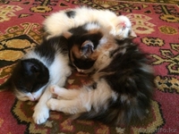 Отдам красивых котят - Изображение #5, Объявление #1264585