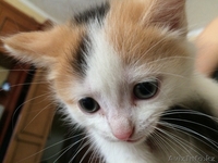 Отдам красивых котят - Изображение #1, Объявление #1264585