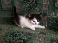 Отдам красивых котят - Изображение #3, Объявление #1264585