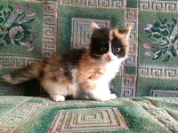 Отдам красивых котят - Изображение #4, Объявление #1264585