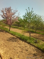 Продам участки по 10 соток под индивидуальное жилищное строительство - Изображение #10, Объявление #1267899