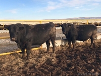 Асыл тұқымды ірі қара, Племенные телки, бычки, быки, Аренда бычков - Изображение #2, Объявление #1633327