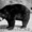 Продаём двух уссурийских белогрудых (гималайских) медведей