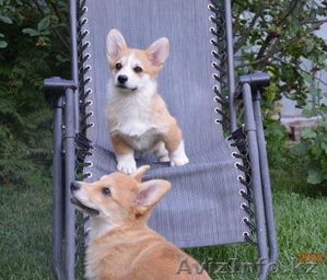 Карликовая овчарка Вельш Корги Пемброк,  любимая порода английской королевы.