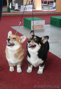 Карликовая овчарка Вельш Корги Пемброк,  любимая порода английской королевы