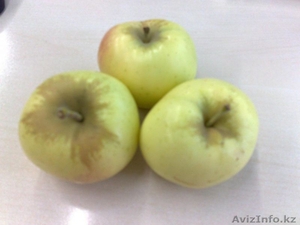 Продам яблоки - Изображение #2, Объявление #1628349