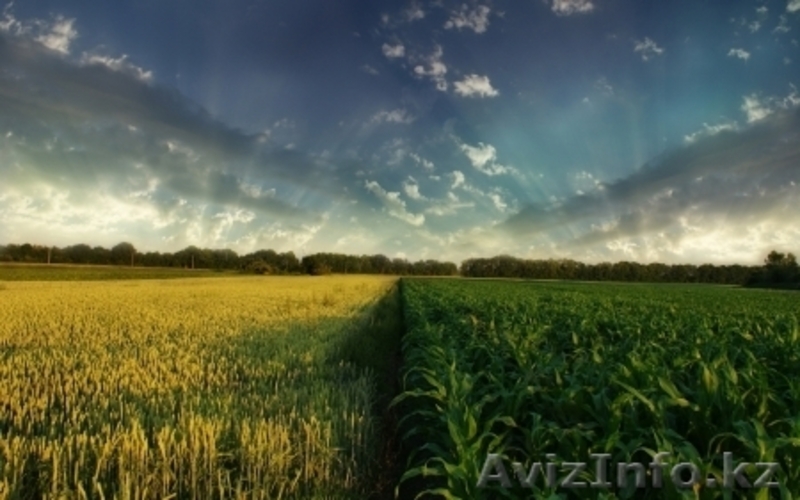 Срочно продам земельный участок - Изображение #2, Объявление #27285