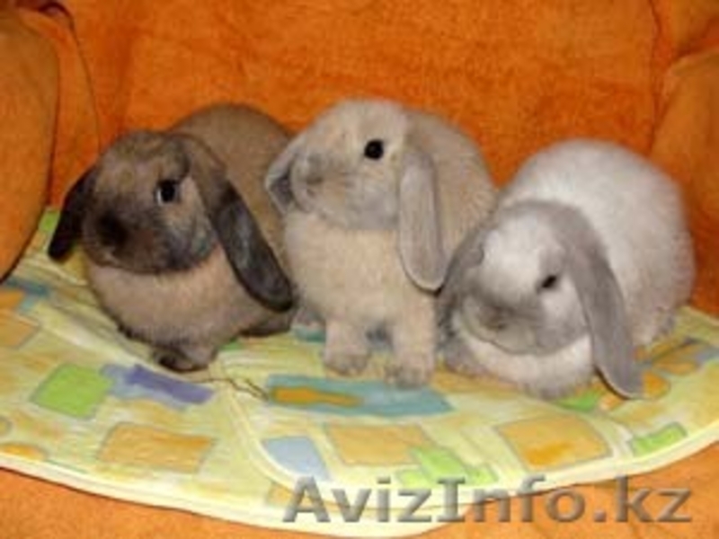 ПРОДАЮТСЯ КРОЛИКИ И МОРСКИЕ СВИНКИ - Изображение #5, Объявление #57980