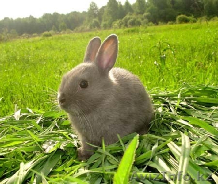 ПРОДАЮТСЯ КРОЛИКИ И МОРСКИЕ СВИНКИ - Изображение #4, Объявление #57980