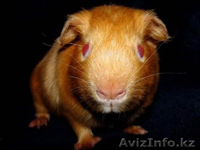 ПРОДАЮТСЯ КРОЛИКИ И МОРСКИЕ СВИНКИ - Изображение #2, Объявление #57980