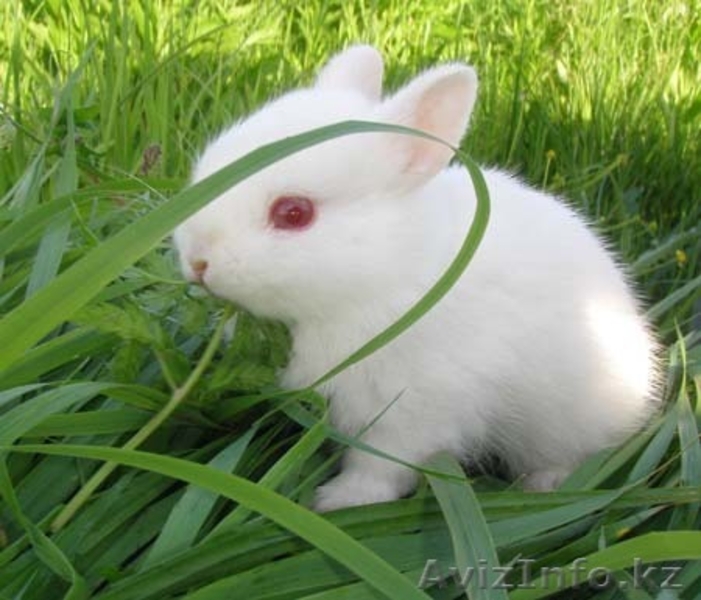 ПРОДАЮТСЯ КРОЛИКИ И МОРСКИЕ СВИНКИ - Изображение #3, Объявление #57980