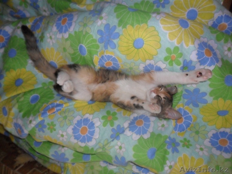 Отдадим в хорошие руки - Изображение #2, Объявление #71263