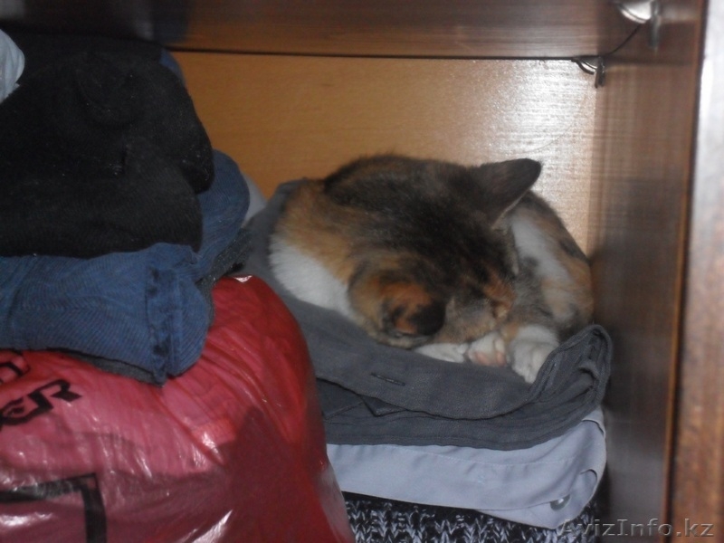 Отдадим в хорошие руки - Изображение #3, Объявление #71263