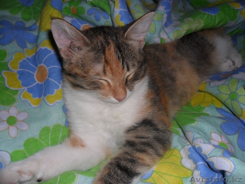 Отдадим в хорошие руки - Изображение #5, Объявление #71263