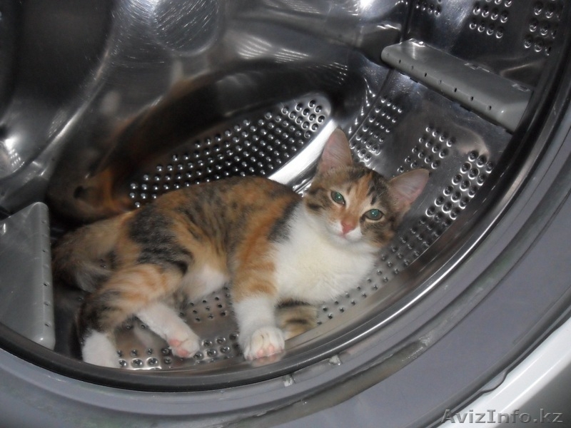 Отдадим в хорошие руки - Изображение #1, Объявление #71263