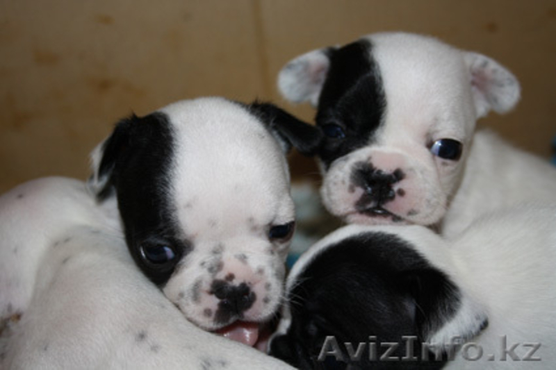 Продам щенков французского бульдога - Изображение #1, Объявление #151436