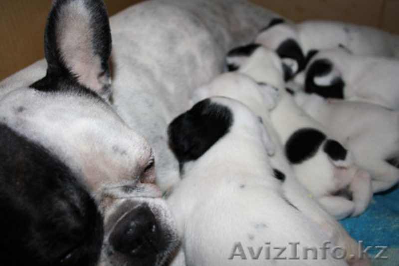 Продам щенков французского бульдога - Изображение #2, Объявление #151436