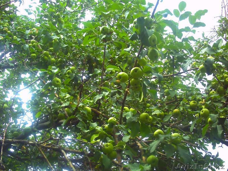 Продам дом в а.Кабанбай Алакольский район (Андреевка) - Изображение #8, Объявление #323822