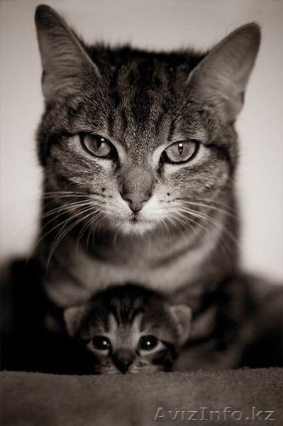 куплю кота, недорого - Изображение #2, Объявление #815375