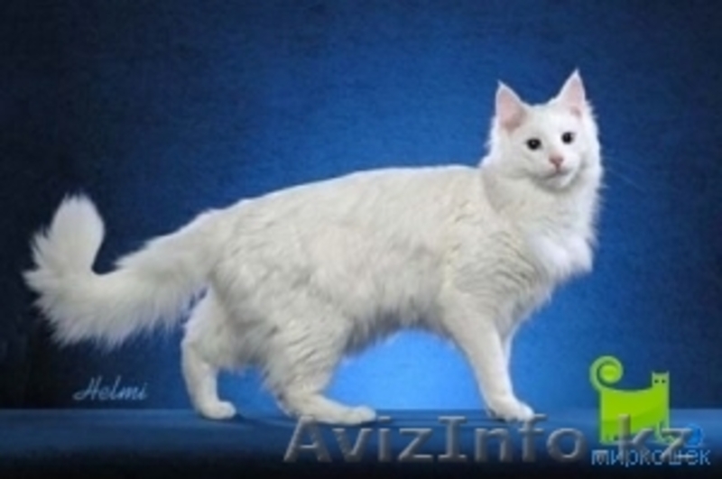 куплю кота, недорого - Изображение #3, Объявление #815375