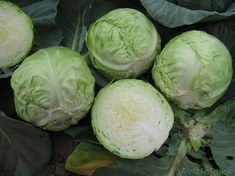 Голландские семена капусты - Изображение #3, Объявление #787747